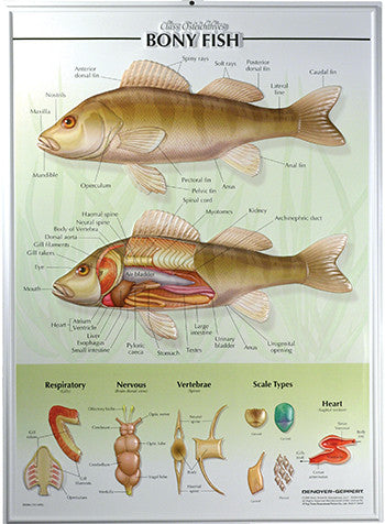 7504-RR Fish Poster - Raised Relief