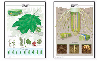 7515-40 Botany Poster Set – Denoyer-Geppert Science Company