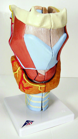 A210  “Dissectible” Human Larynx