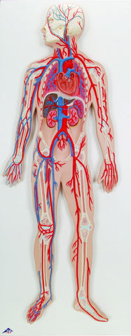 A300 Human Circulatory Model