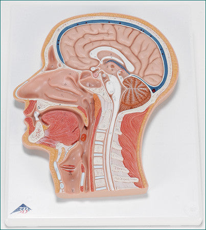 A412 Median Section through the Human Head