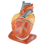 Giant Heart with pericardium closed