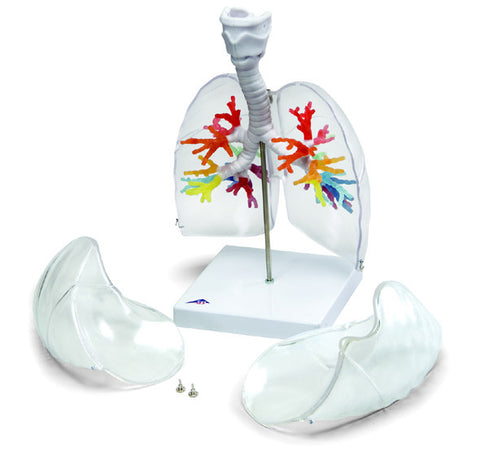 A423-1  Deluxe Bronchial Tree with Larynx and Transparent Lungs