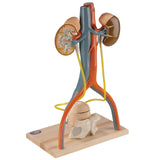 Free-standing urinary system
