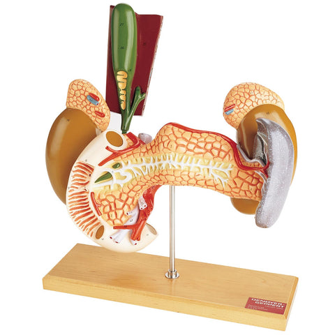 Internal Organs Model 3x Life size
