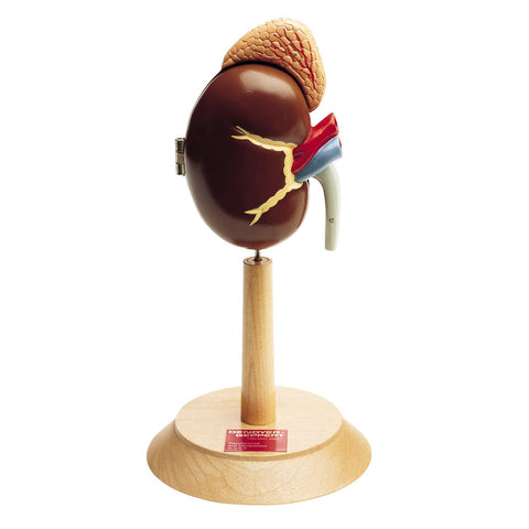 Life-size kidney model