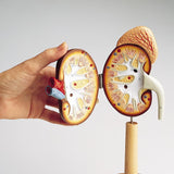 life-size kidney model interior