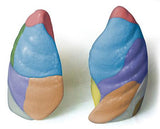 0194-00 Color-Coded Segmented Lungs