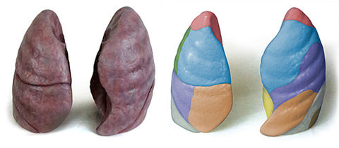 0195-00 Human Lungs Set, Naturalistic and Painted