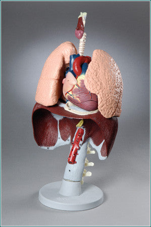 A649  Respiratory Organs