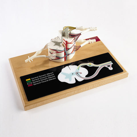 Spinal Cord Model