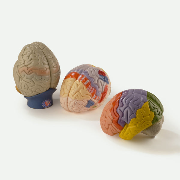 0170GBS Giant Brain Set 170, 171, 172 – Denoyer-Geppert Science