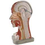 Head and Neck Model right half midsagittal