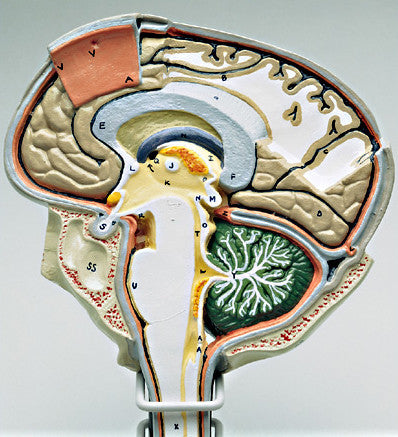 A79  Sagittal Brain Section