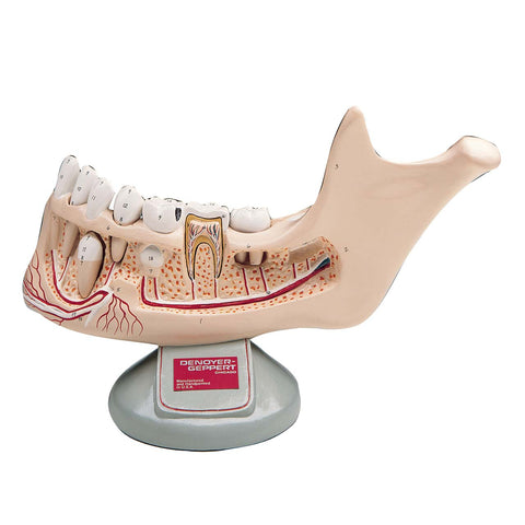Lower Jaw of Preadolescent with Removable Teeth | Denoyer-Geppert