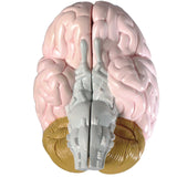 2-part life-size brain