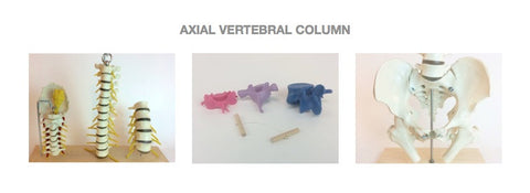 Axial Spinal Column Learning System