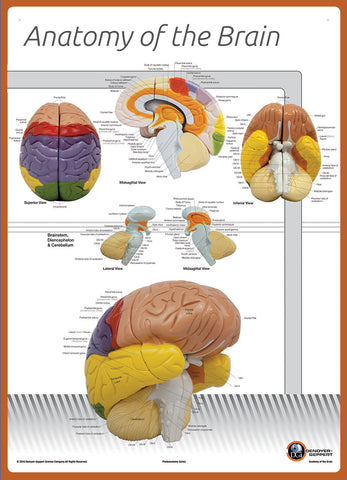 7170-08N Poster Size Brain Anatomy Chart NUMBERED