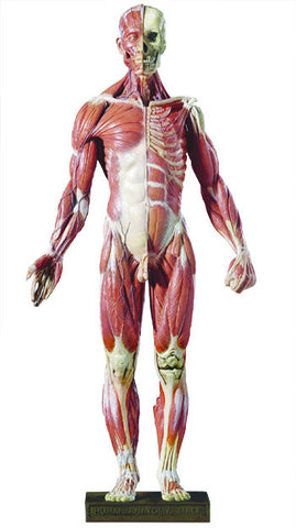 DT99 Desktop Anatomy Figure, 1/4 Scale