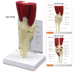 G106 Muscle Knee Joint