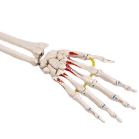 SB37PL Elastic-mounted Hand Skeleton with Distal Radius and Ulna - Painted/Labeled Muscles