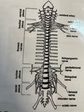 SA67 Lumbar Vertebral Section with Pelvis showing Lumbar and Sacral Plexus