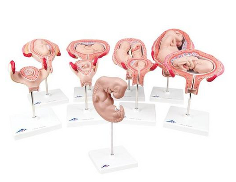 0304-11  Nine-Stage Human Pregnancy Series