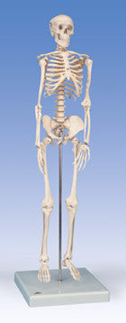 S180 Mini-Skeleton with flexible spine, 31 inch, sacral mount