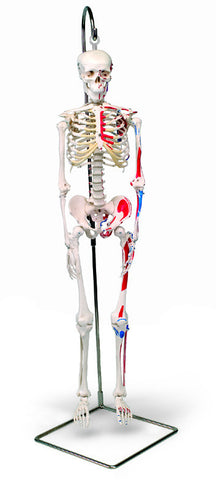 S181P  Mini-Skeleton, Painted, Numbered, 31 inches