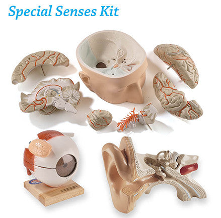 S276  Special Senses Kit