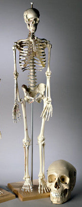 S34P Deluxe 32 inch Mini-Skeleton with Muscle Attachments