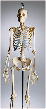 S40-25  Deluxe Female Suspension Skeleton