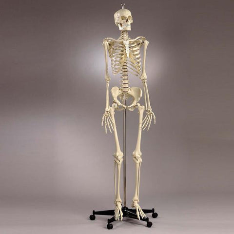 S54F Premier Academic Series Skeleton, Female pelvis and natural tone 18 pc take-apart skull and sacral mount mobile stand