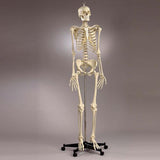 S54 Premier Academic Series Skeleton with natural tone 18 pc take-apart skull and sacral mount mobile stand