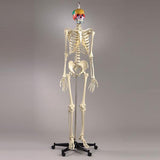 S54PF Premier Academic Series Skeleton with female pelvis, color coded 18-piece Take-Apart Skull