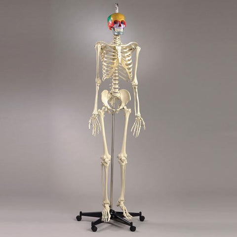 S54PF Premier Academic Series Skeleton with female pelvis, color coded 18-piece Take-Apart Skull