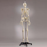 S55 Premier Academic Series Skeleton with 18 pc take-apart natural tone skull, hanging