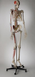 S58PN Premier Academic Kinesiology Skeleton, Painted and numbered, sacral mount on mobile stand
