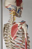 S81L Quadra Flexible Skeleton, Ultraflex ligaments, Painted and labeled muscles, Hanging mount with mobile stand