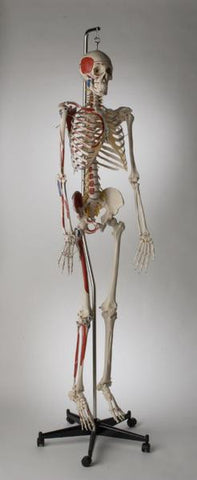 S59PN Premier Academic Kinesiology Skeleton, Painted and numbered, hanging on mobile stand
