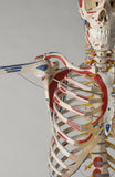 S59PN Premier Academic Kinesiology Skeleton, Painted and numbered, hanging on mobile stand