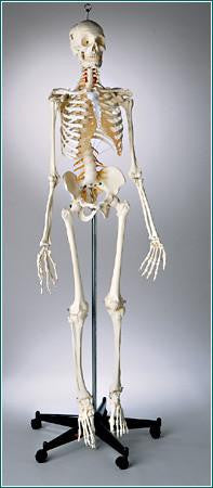 S58 Premier Academic Kinesiology Skeleton, sacral mount on mobile stand