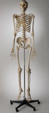 S62SP Premier Special Edition (Stained) Academic Skeleton, sacral mount mobile stand