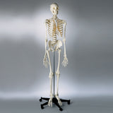 S62F Premier Academic Series Skeleton, female, unpainted, sacral mount