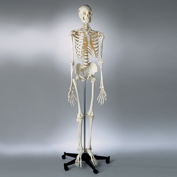 S62F Premier Academic Series Skeleton, female, unpainted, sacral mount –  Denoyer-Geppert Science Company