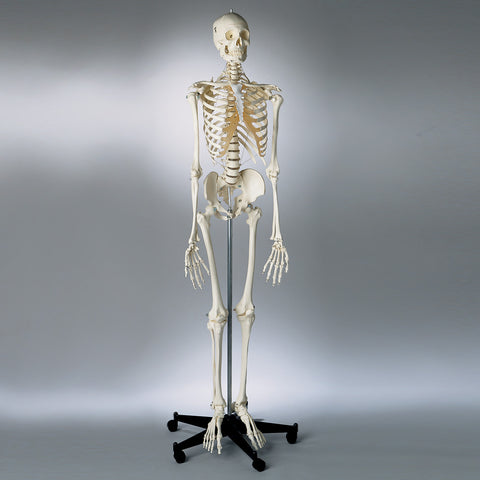 S62 Premier Academic Series Skeleton, male, unpainted, sacral mount
