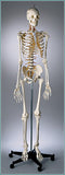 S67 Premier Flexible Series Skeleton - Suspension - Painted, Number-coded - Male