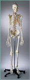 S66F Premier Flexible Series Skeleton - Sacral Mount, Female