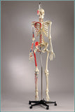 S66 Premier Flexible Series Skeleton - Sacral Mount, Male