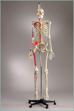 S67 Premier Flexible Series Skeleton - Suspension - Painted, Number-coded - Male